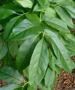Future Forests Oxydendrum Arboreum