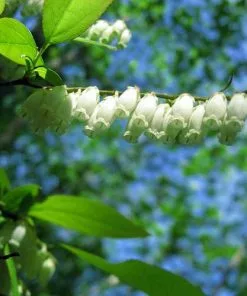 Future Forests Oxydendrum Arboreum
