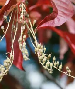 Future Forests Oxydendrum Arboreum