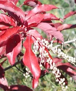 Future Forests Oxydendrum Arboreum