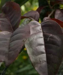 Future Forests Oxydendrum Arboreum