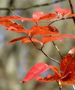 Future Forests Oxydendrum Arboreum