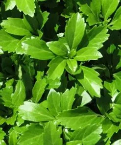 Future Forests More Pachysandra Terminalis Green Carpet