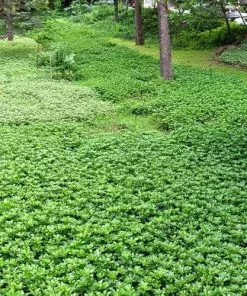 Future Forests More Pachysandra Terminalis Green Carpet