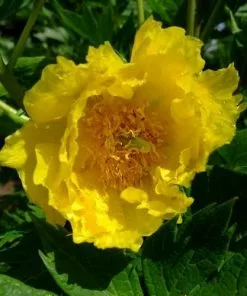 Future Forests More Paeonia Lutea