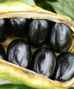 Future Forests More Paeonia Lutea