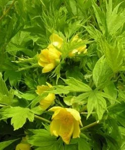 Future Forests More Paeonia Lutea