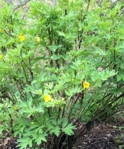 Future Forests More Paeonia Lutea