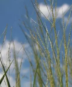 Future Forests Panicum Virgatum Prairie Sky More