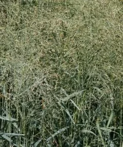 Future Forests Panicum Virgatum Prairie Sky More
