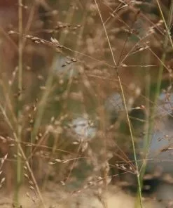 Future Forests Panicum Virgatum Prairie Sky More