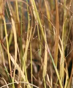 Future Forests Panicum Virgatum Prairie Sky More
