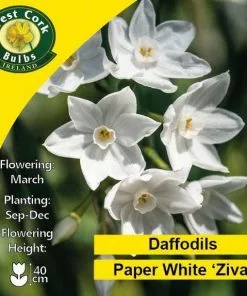 Future Forests Daffodil Paper White 'Ziva' Bulbs