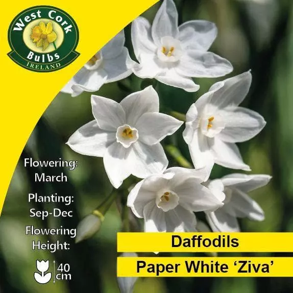 Future Forests Daffodil Paper White 'Ziva' Bulbs 4 Future Forests Daffodil Paper White 'Ziva' Bulbs