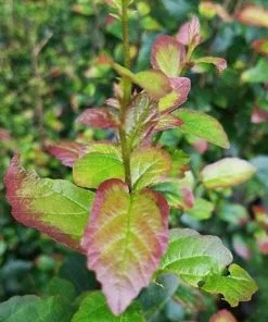 Future Forests Parrotia Persica Persian Spire®