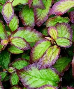 Future Forests Parrotia Persica Persian Spire®