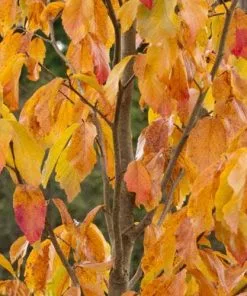 Future Forests Parrotia Persica Persian Spire®