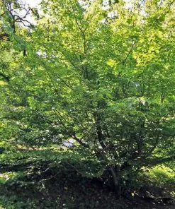 Future Forests Trees Parrotia Persica - Persian Ironwood 11 Future Forests Trees Parrotia Persica - Persian Ironwood