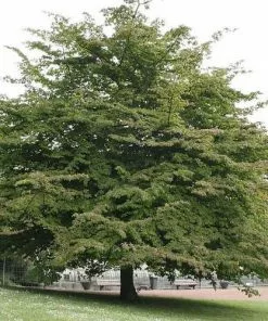 Future Forests Trees Parrotia Persica - Persian Ironwood 12 Future Forests Trees Parrotia Persica - Persian Ironwood