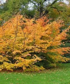 Future Forests Trees Parrotia Persica - Persian Ironwood 13 Future Forests Trees Parrotia Persica - Persian Ironwood