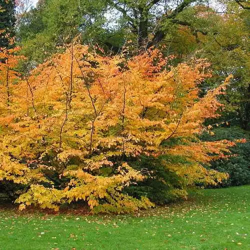 Future Forests Trees Parrotia Persica - Persian Ironwood 7 Future Forests Trees Parrotia Persica - Persian Ironwood