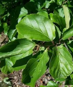 Future Forests Trees Parrotia Persica - Persian Ironwood 14 Future Forests Trees Parrotia Persica - Persian Ironwood