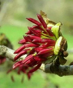 Future Forests Trees Parrotia Persica - Persian Ironwood 15 Future Forests Trees Parrotia Persica - Persian Ironwood