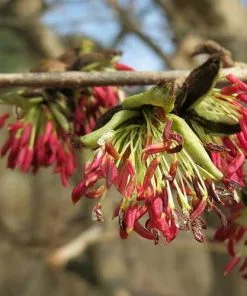 Future Forests Trees Parrotia Persica - Persian Ironwood 10 Future Forests Trees Parrotia Persica - Persian Ironwood