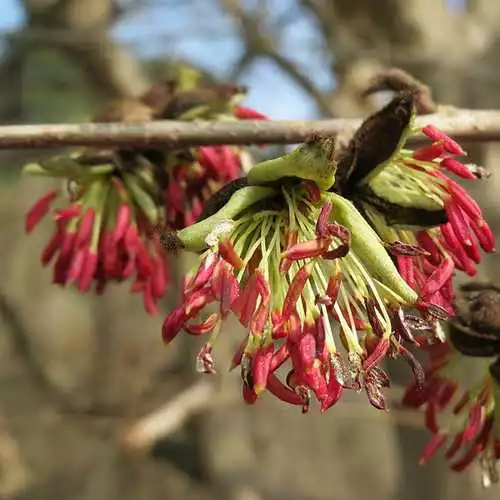 Future Forests Trees Parrotia Persica - Persian Ironwood 4 Future Forests Trees Parrotia Persica - Persian Ironwood