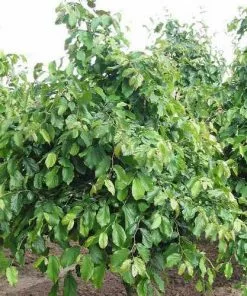 Future Forests Parrotia Persica Vanessa Trees