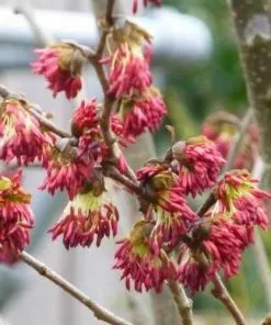Future Forests Parrotia Persica Vanessa Trees