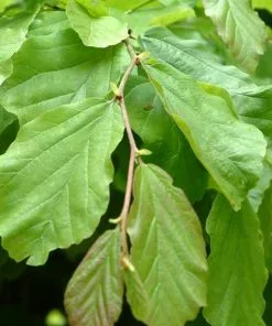 Future Forests Parrotia Persica Vanessa Trees