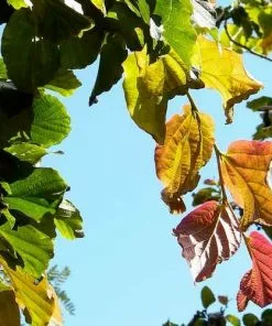 Future Forests Parrotia Persica Vanessa Trees