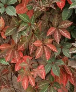 Future Forests Parthenocissus Henryana - Chinese Virginia Creeper