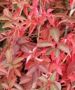 Future Forests Parthenocissus Henryana - Chinese Virginia Creeper
