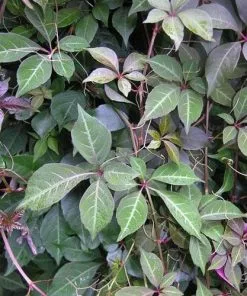 Future Forests Parthenocissus Henryana - Chinese Virginia Creeper