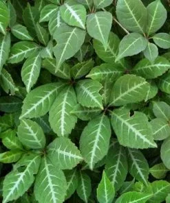 Future Forests Parthenocissus Henryana - Chinese Virginia Creeper
