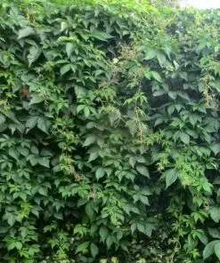 Future Forests Parthenocissus Quinquefolia - Virginia Creeper