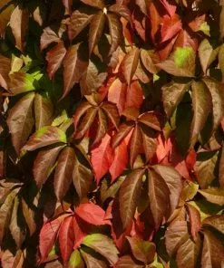 Future Forests Parthenocissus Quinquefolia - Virginia Creeper
