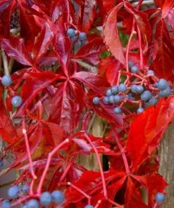 Future Forests Parthenocissus Quinquefolia - Virginia Creeper