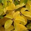 Future Forests More Parthenocissus Quinquefolia Yellow Wall