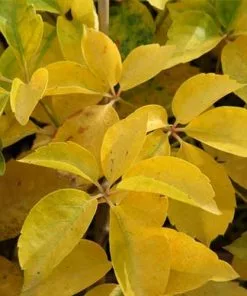 Future Forests More Parthenocissus Quinquefolia Yellow Wall