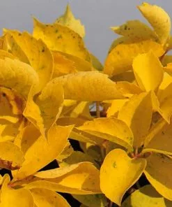 Future Forests More Parthenocissus Quinquefolia Yellow Wall