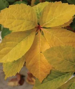Future Forests More Parthenocissus Quinquefolia Yellow Wall