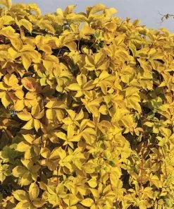 Future Forests More Parthenocissus Quinquefolia Yellow Wall