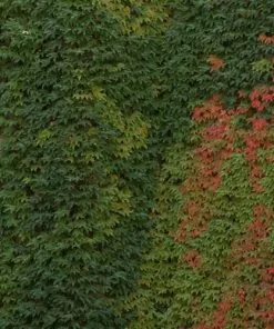 Future Forests Parthenocissus Tricuspidata Veitchii - Boston Ivy