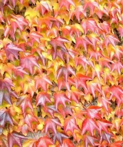 Future Forests Parthenocissus Tricuspidata Veitchii - Boston Ivy