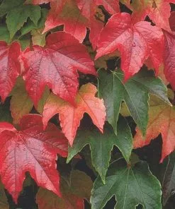 Future Forests Parthenocissus Tricuspidata Veitchii - Boston Ivy