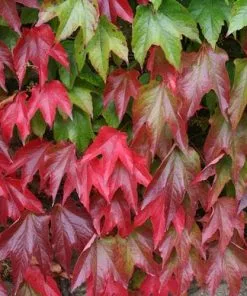 Future Forests Parthenocissus Tricuspidata Veitchii - Boston Ivy