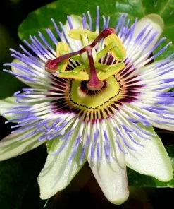 Future Forests Passiflora Caerulea